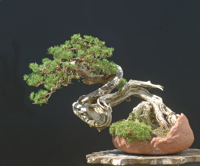 Bonsai Mugo Pine Dwarf