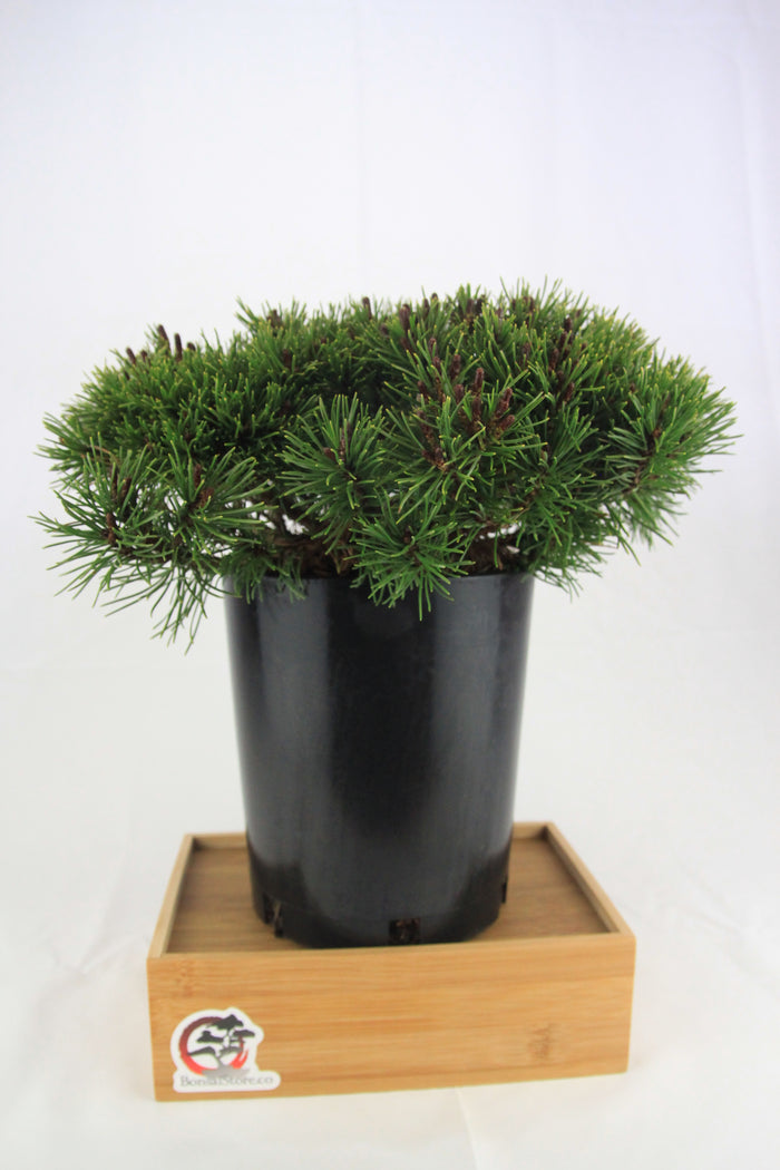 Bonsai Mugo Pine Dwarf