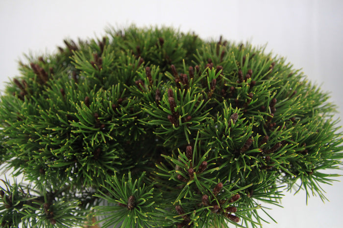Bonsai Mugo Pine Dwarf