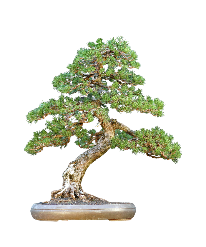 bonsai Mugo Pine Dwarf