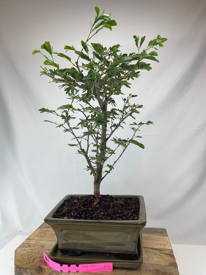 Bonsai Powder Puff Specimen
