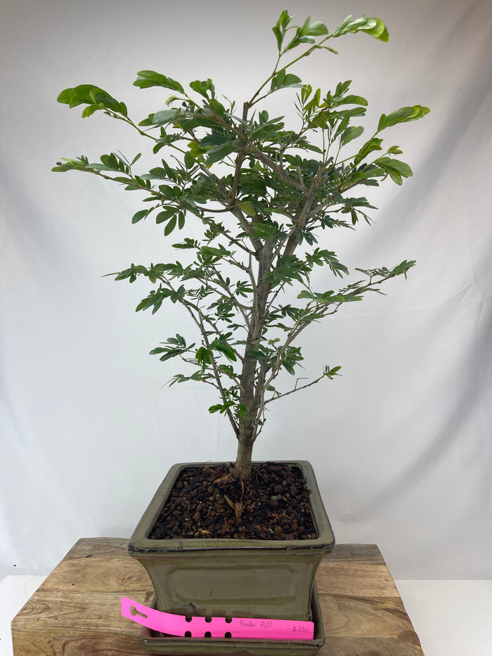Bonsai Powder Puff Specimen