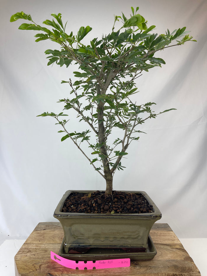 Bonsai Powder Puff Specimen