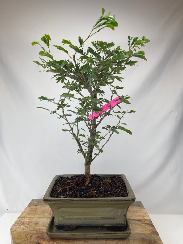 bonsai Powder Puff Specimen bonsai Powder Puff Specimen