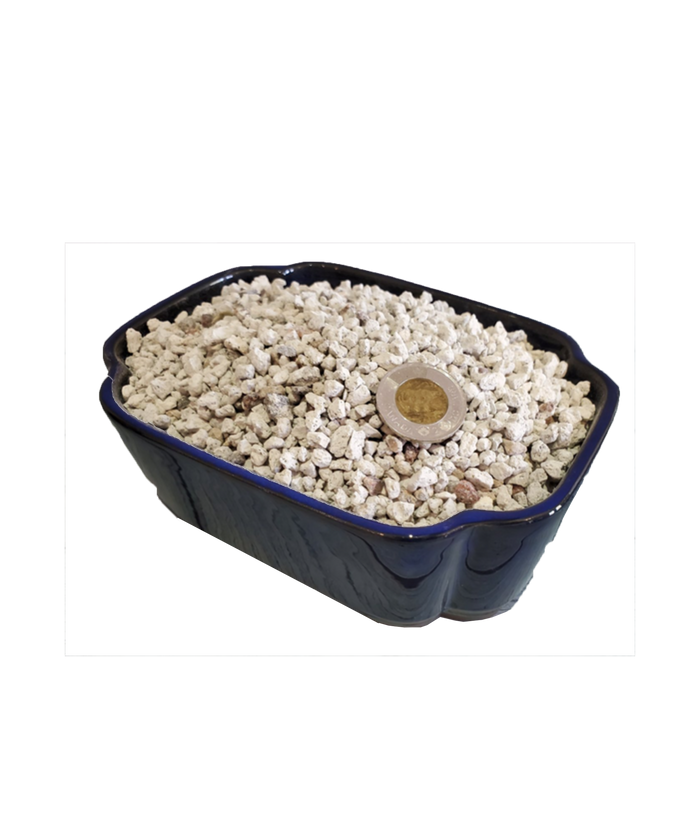 bonsai Pumice