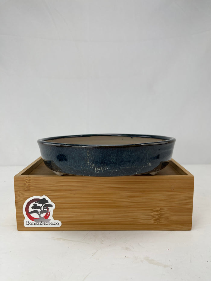Bonsai Sophie Wang - Blue Round 1