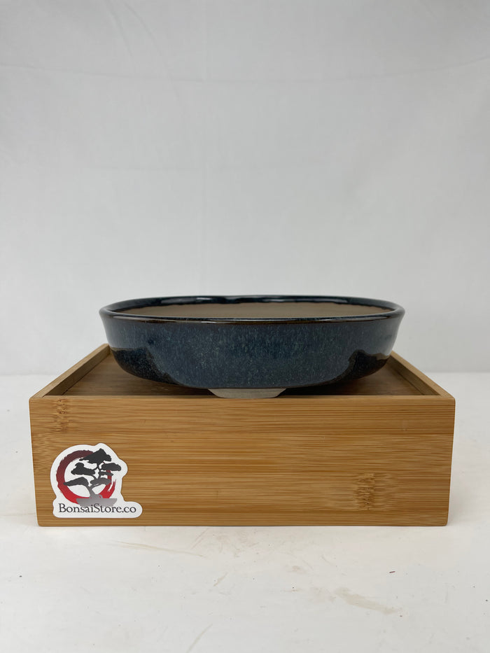 Bonsai Sophie Wang - Blue Round 1