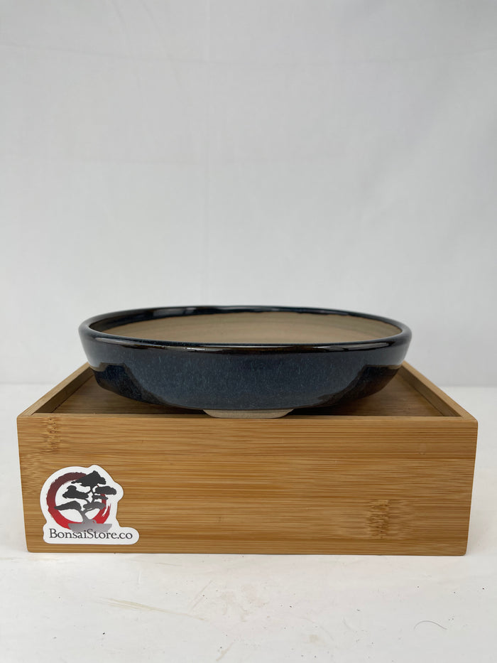 Bonsai Sophie Wang - Blue Round 2