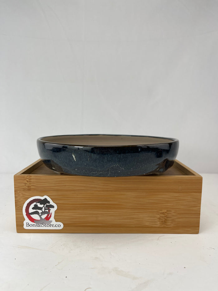 Bonsai Sophie Wang - Blue Round 3