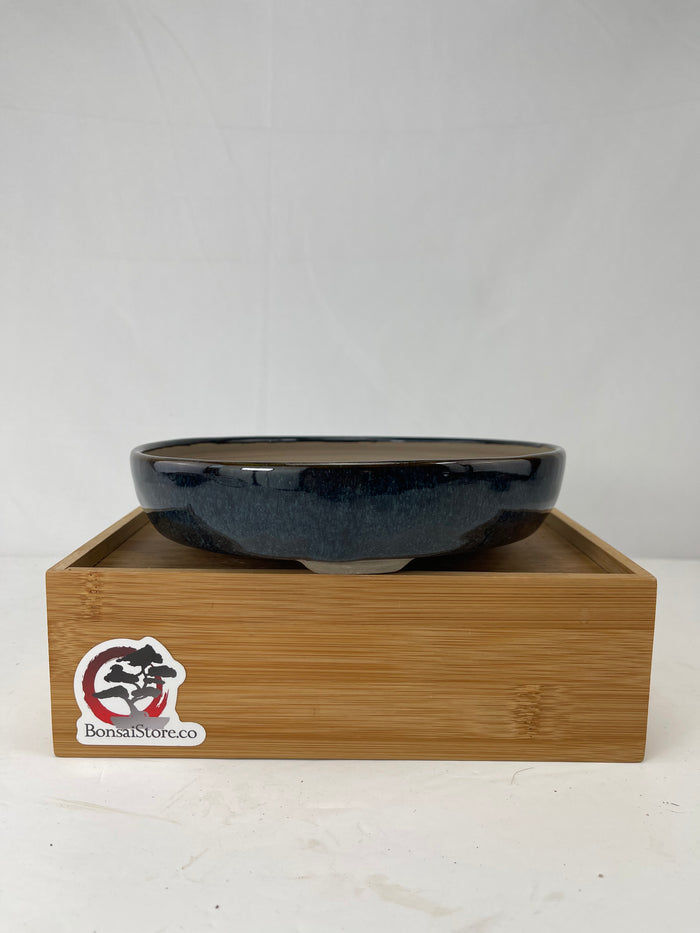 Bonsai Sophie Wang - Blue Round 3