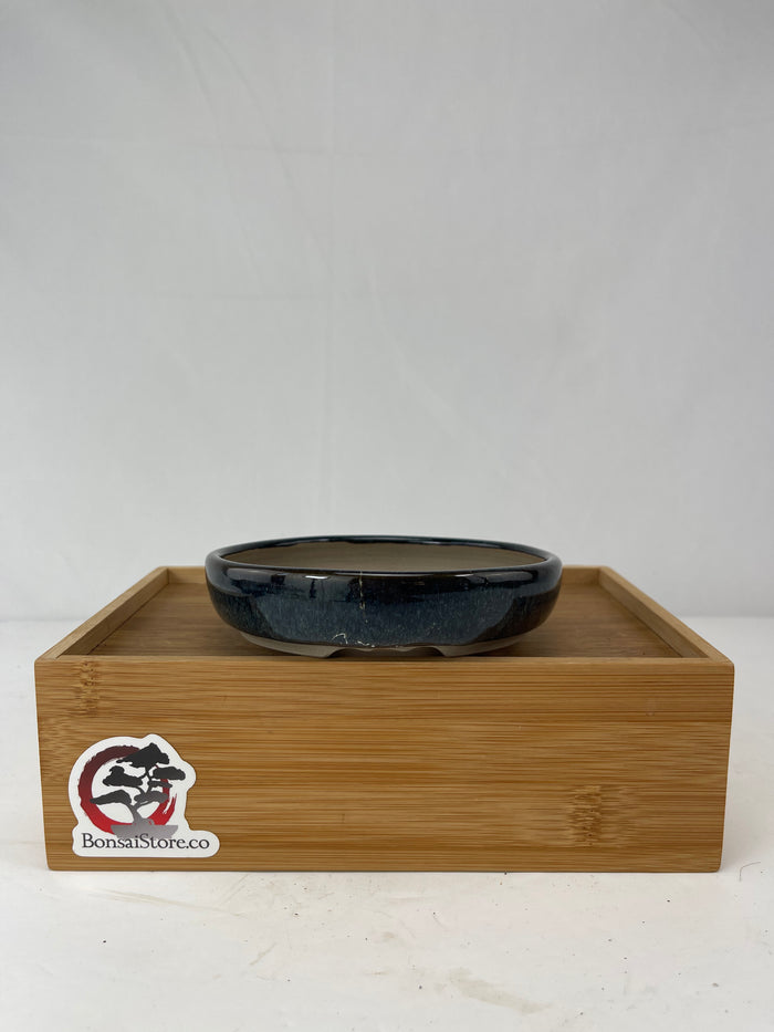 Bonsai Sophie Wang - Blue Round 4