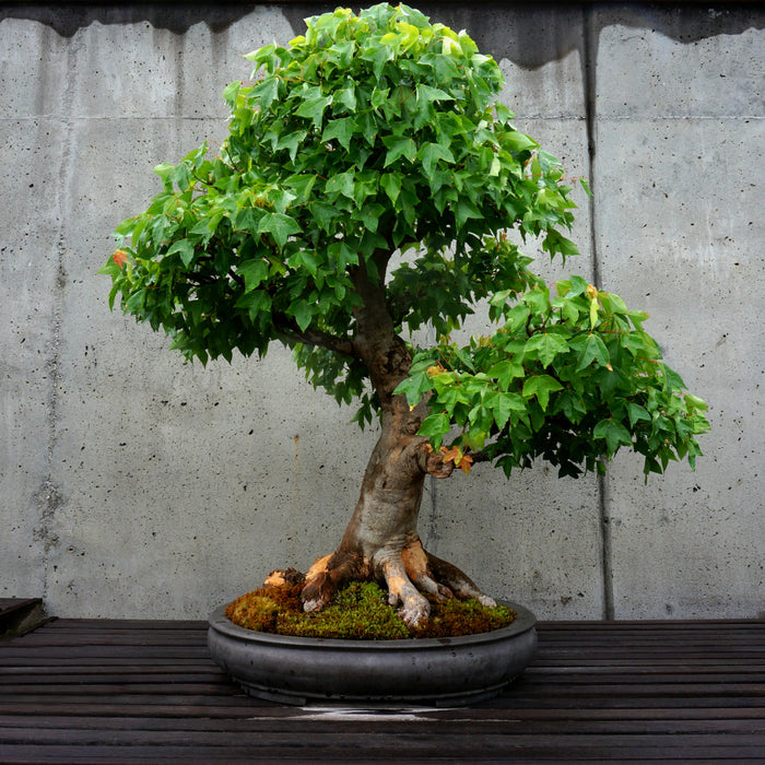 Bonsai Trident Maple