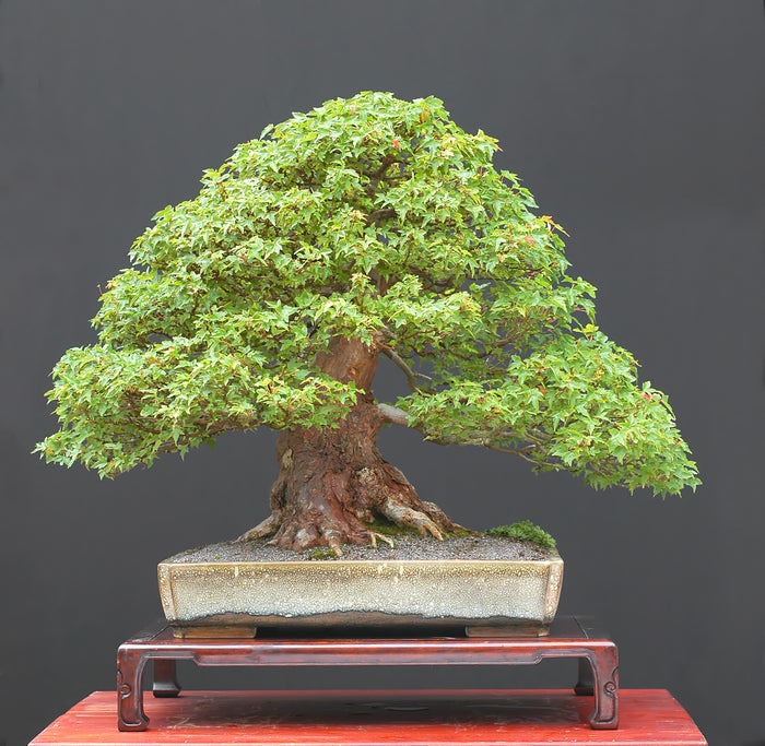 Bonsai Trident Maple