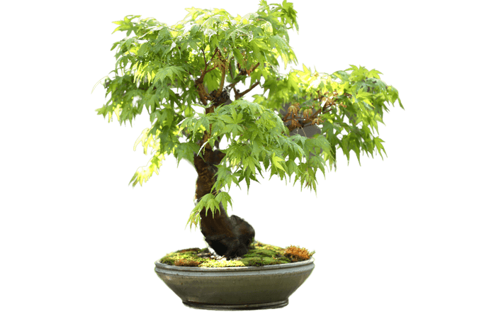 Bonsai Trident Maple