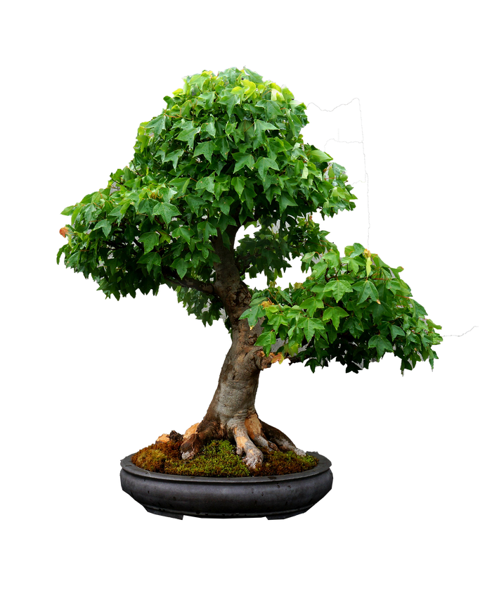 bonsai Trident Maple bonsai Trident Maple