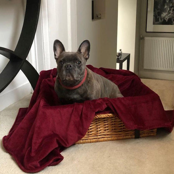Bown Of London Pet Blanket - Earl Claret Size *