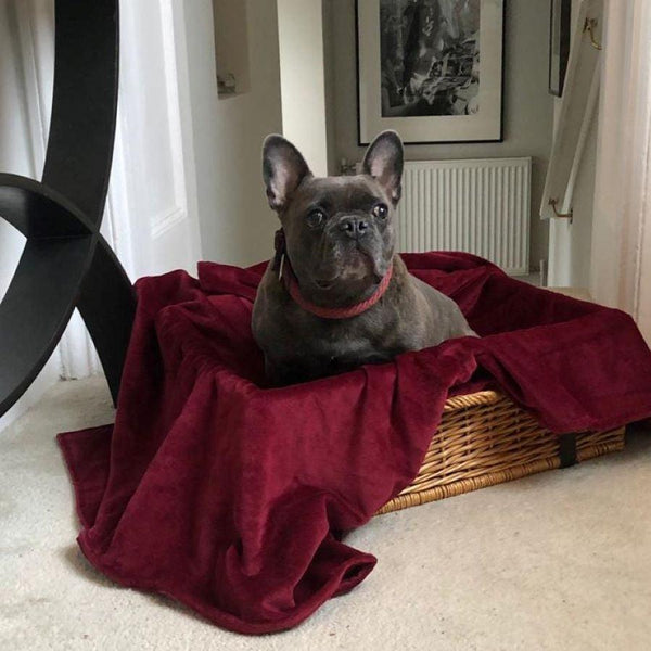 bown of london Pet Blanket - Earl Claret Size *