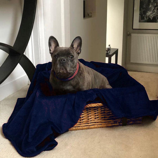 bown of london Pet Blanket - Earl Navy Size * bown of london Pet Blanket - Earl Navy Size *