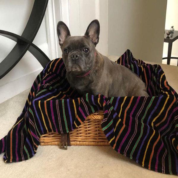 bown of london Pet Blanket - Mozart Size *