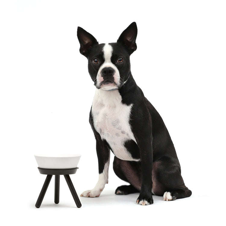 Brookstone Oreo Pet Table With Bowl - Tall