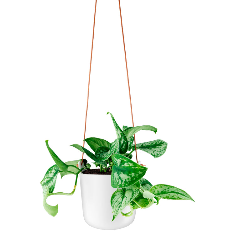 Brookstone Eva Solo Hanging Selfwatering Flower Pot