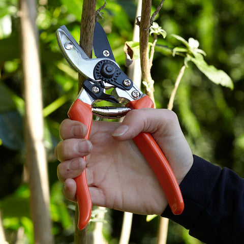 Burgon & Ball Anvil Secateur - RHS Endorsed