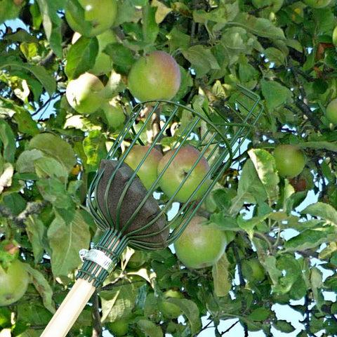 Burgon & Ball Apple Picker