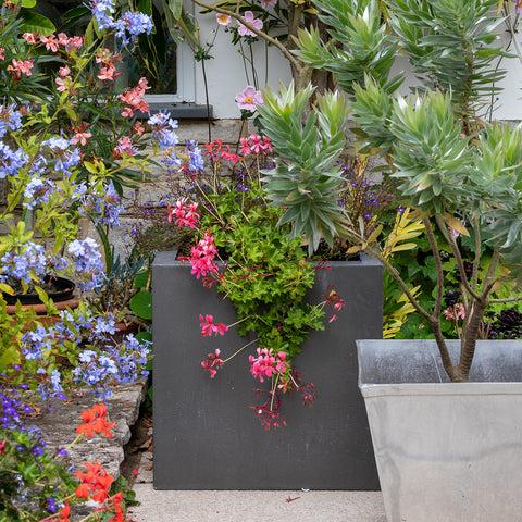 Burgon & Ball Container Scoop - RHS-Endorsed