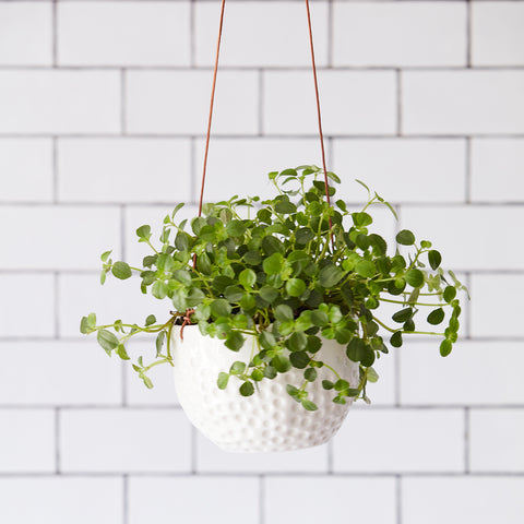 Burgon & Ball 'Dot' Hanging Pot