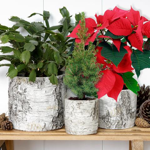 Burgon & Ball Silver Birch Pot