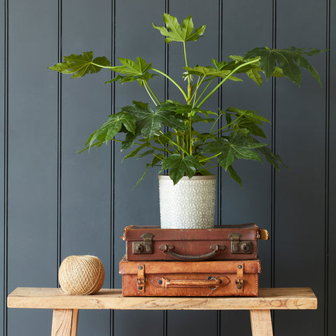 Burgon & Ball Tuscany Grey Glazed Pot - Large