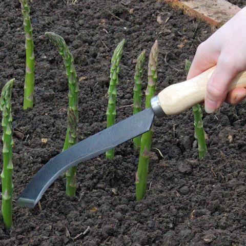 Burgon & Ball Ultimate Asparagus Knife