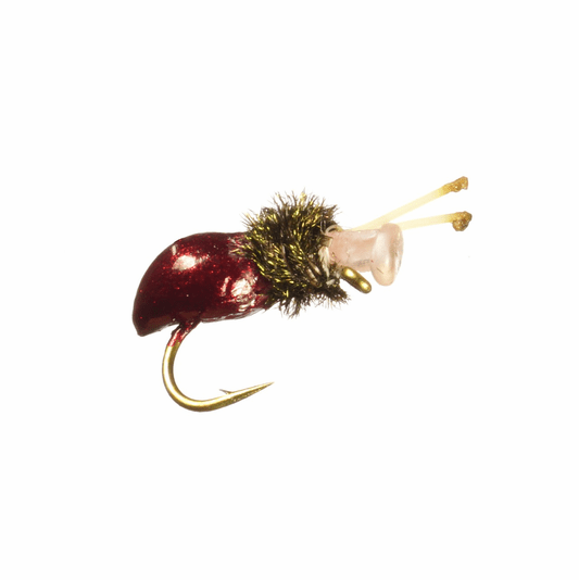caddis fly Alberto Salvini's Snail(3 Pack)