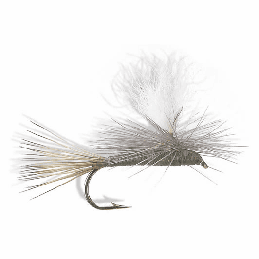caddis fly Carlson's Olive Haze