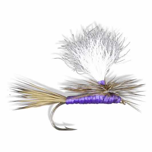 caddis fly Carlson's Purple Haze