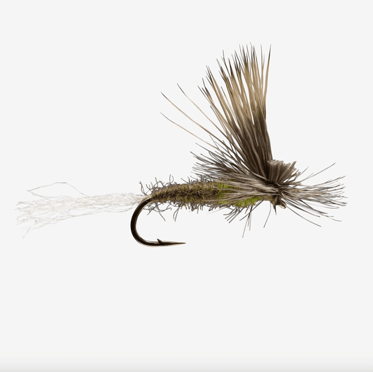 caddis fly E/C Caddis