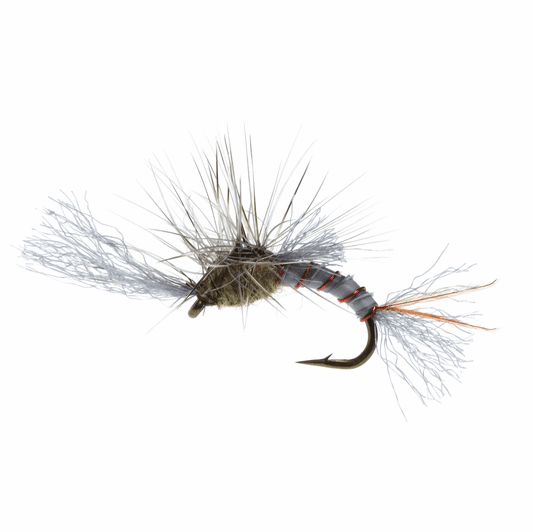 Caddis Fly Film Critic Callibaetis