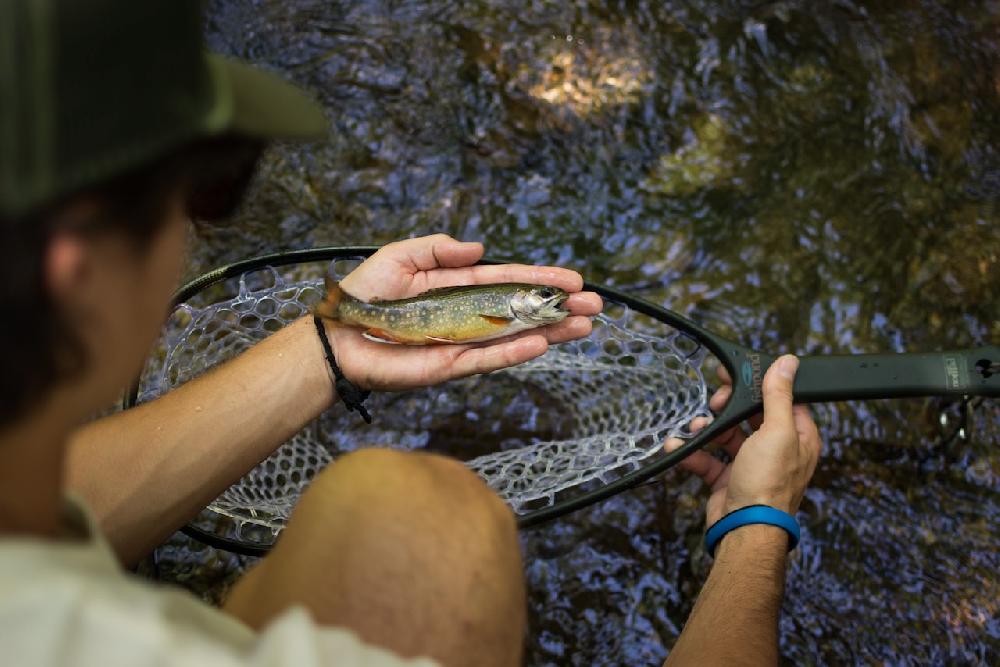 Caddis Fly Fishpond Native Landing Net