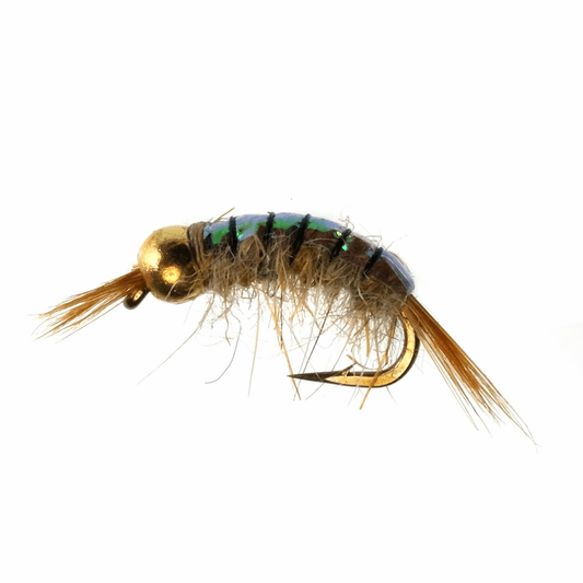 caddis fly Gammarus Scud