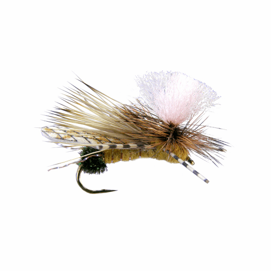 caddis fly Gould's Half-Down Golden Stone
