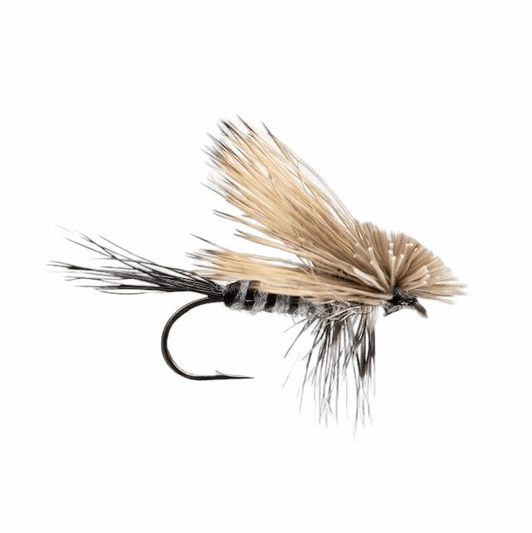 caddis fly Gray Hairwing Drake