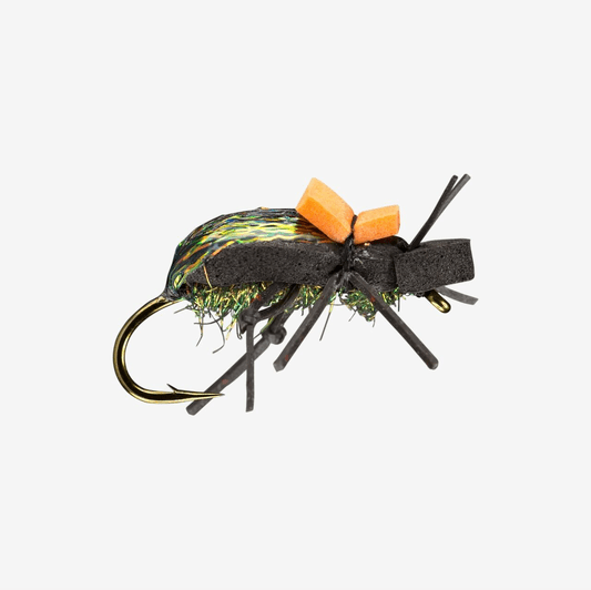 Caddis Fly Ground Beetle
