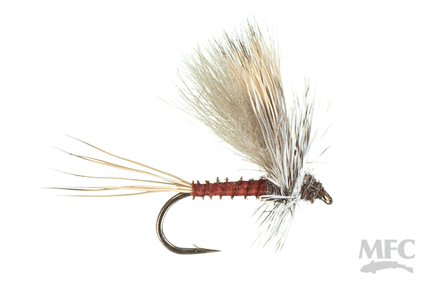 caddis fly Jake's Hatchback