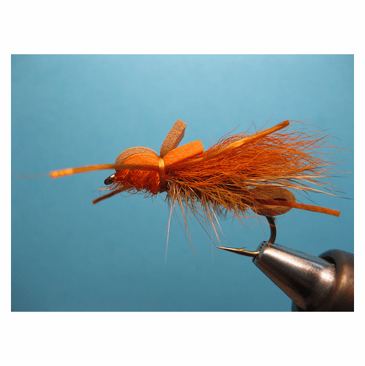 Caddis Fly Larimer's Golden Stone