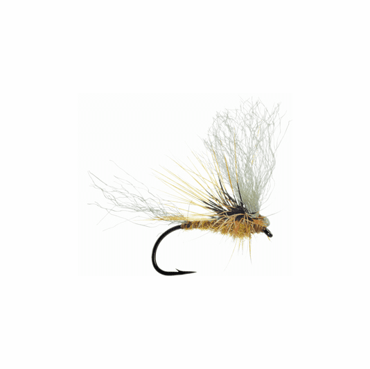 caddis fly Morrish's May Day