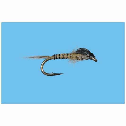 caddis fly Pandemic May Callibaetis