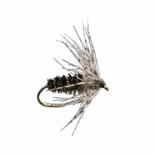 caddis fly Peacock Soft Hackle
