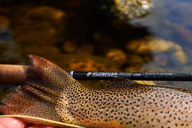 Caddis Fly Sage R8 Rod