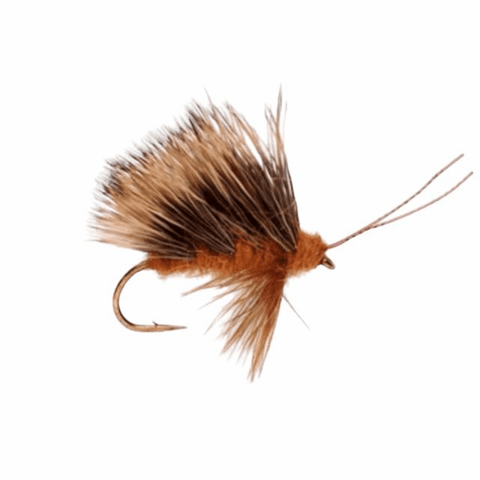 caddis fly Sedgeback October Caddis