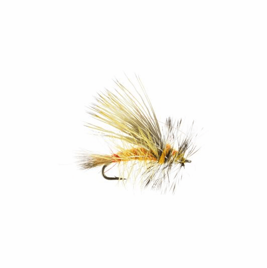 caddis fly Silvey's Yellow Sally